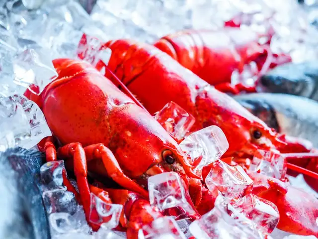 lobster — photo