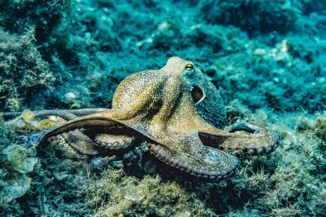 octopus — photo