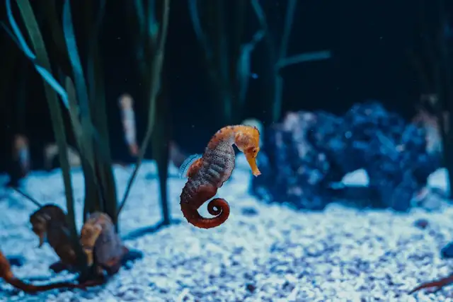 seahorse — photo