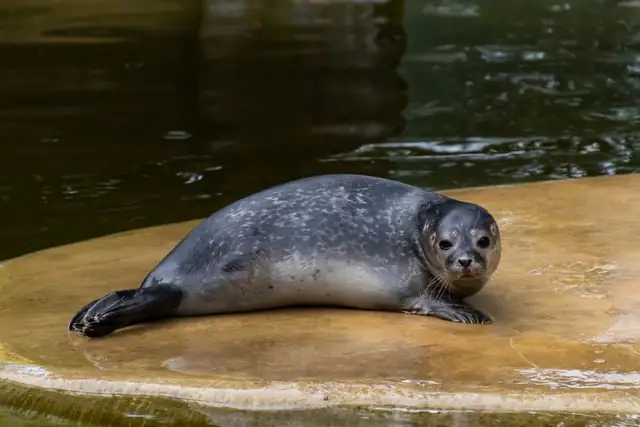 seal — photo