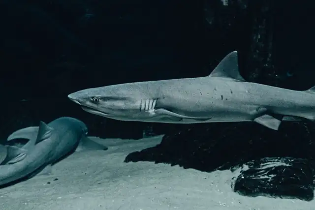 shark — photo