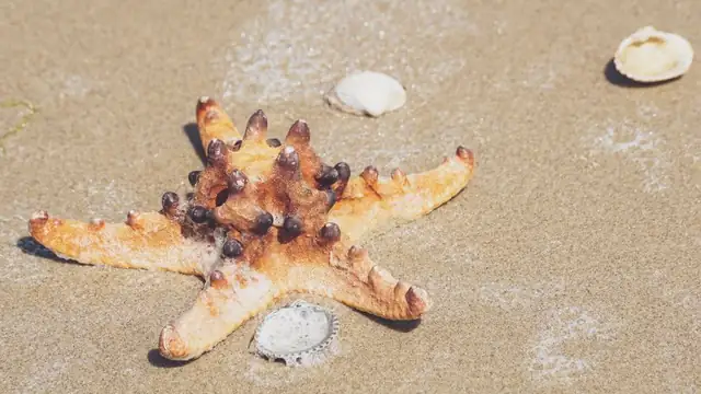 starfish — photo