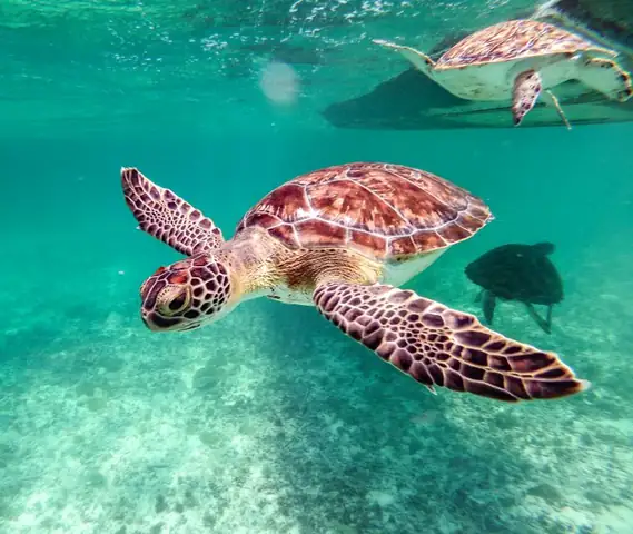 turtle — photo