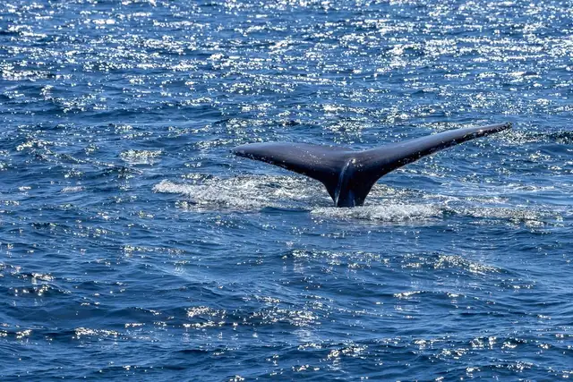 whale — photo