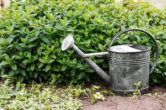watering can — photo