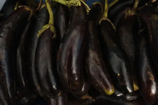 aubergine — photo