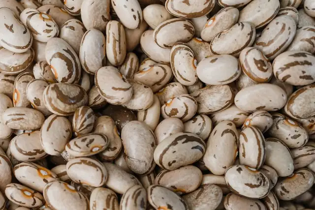 beans — photo