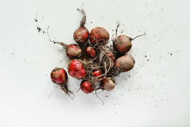 beetroot — photo