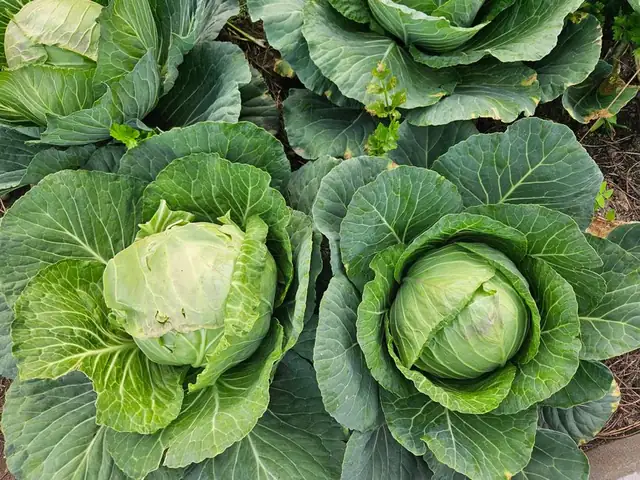 cabbage — photo