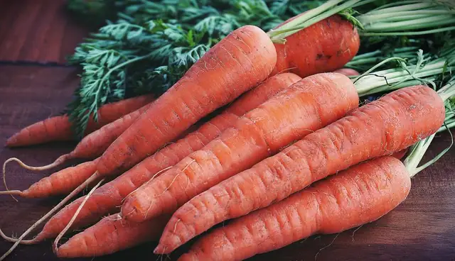 carrot — photo