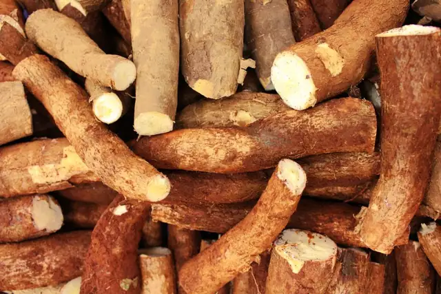 cassava — photo
