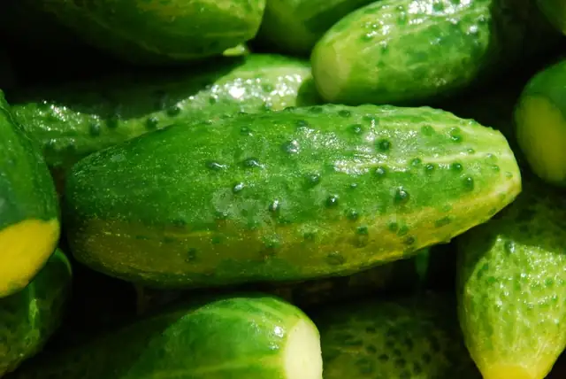 cucumber — photo