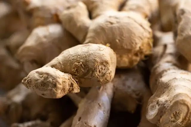 ginger — photo