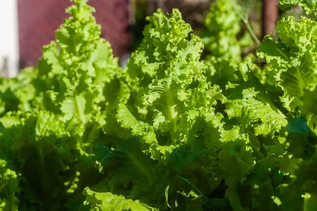 lettuce — photo