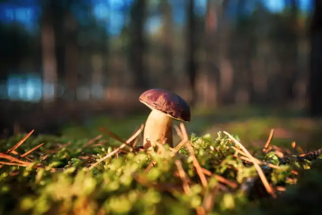 mushroom — photo