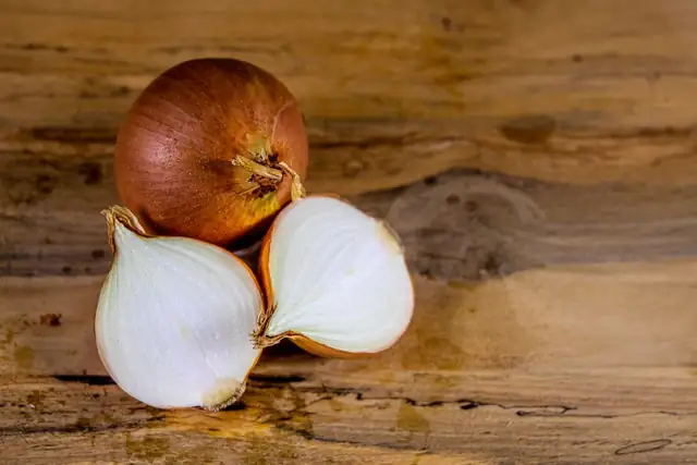 onion — photo