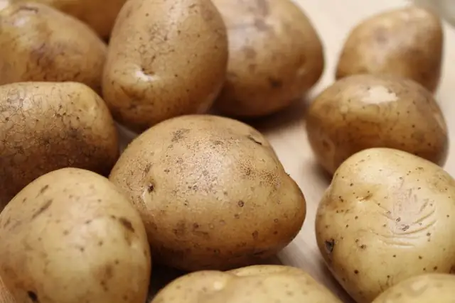 potato — photo