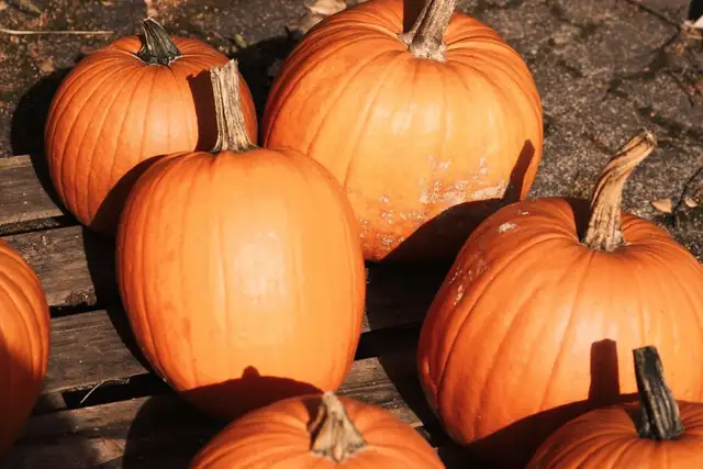 pumpkin — photo